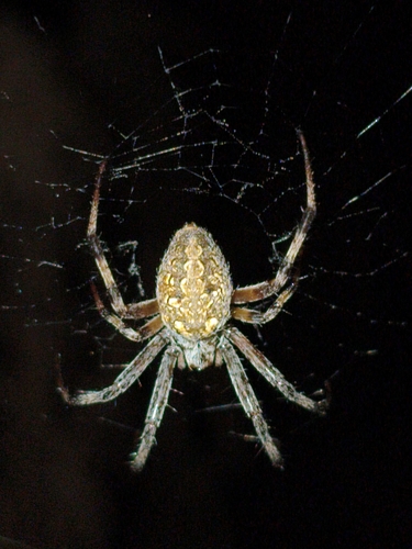 Vertebrata observed 2026-10-26