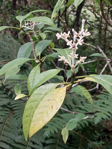 Chassalia observed 2026-10-26