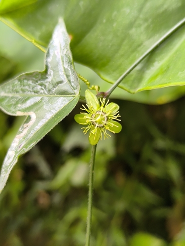 Passiflora suberosa observed 2026-10-27