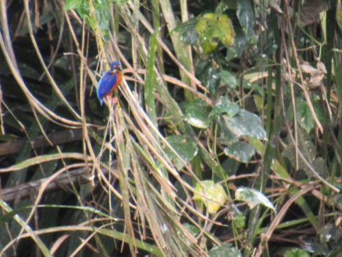 Alcedo meninting observed 2026-10-26