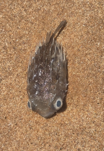 Cyclichthys orbicularis observed 2026-10-27