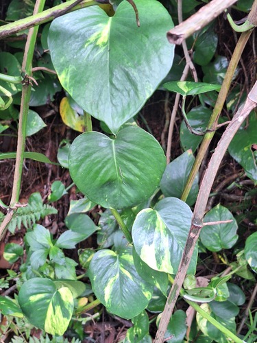 Scindapsus observed 2026-10-25