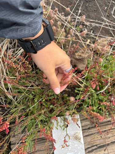 Rumex acetosella observed 2026-10-22