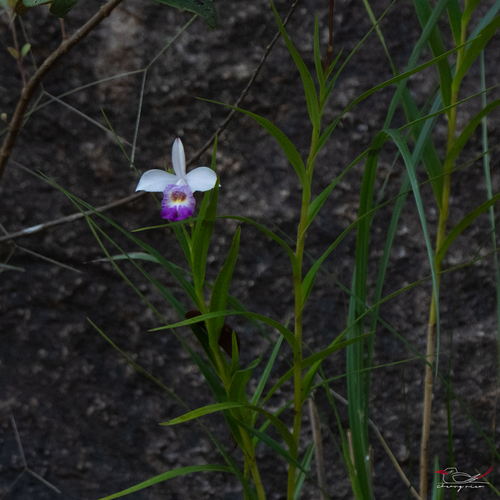Arundina graminifolia observed 2026-10-25