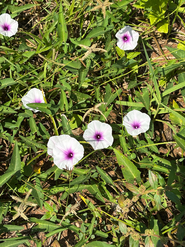 Ipomoea aquatica observed 2026-10-27