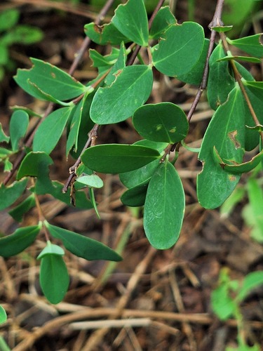 Wikstroemia indica observed 2026-10-25