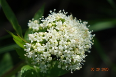 Valeriana occidentalis