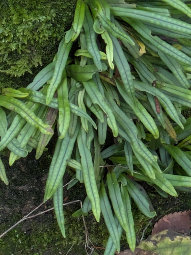 Lepisorus observed 2026-10-27