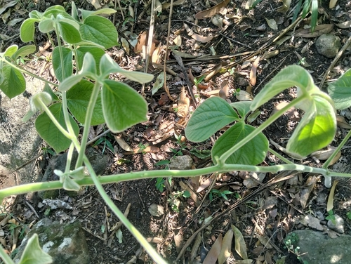 Dioscorea observed 2026-10-26