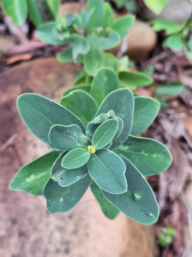 Wikstroemia indica observed 2026-10-25