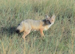 Vulpes velox