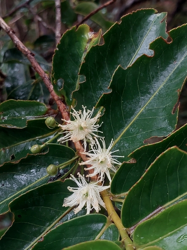 Aphloia theiformis observed 2026-10-26