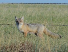Vulpes velox