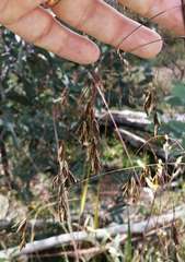 Festuca muelleri