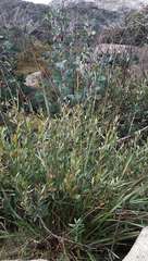 Festuca muelleri