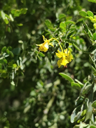 Parkinsonia florida observed 2026-10-24