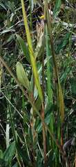 Festuca muelleri
