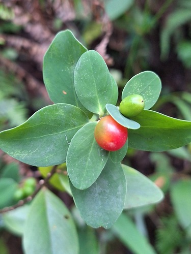 Wikstroemia indica observed 2026-10-25