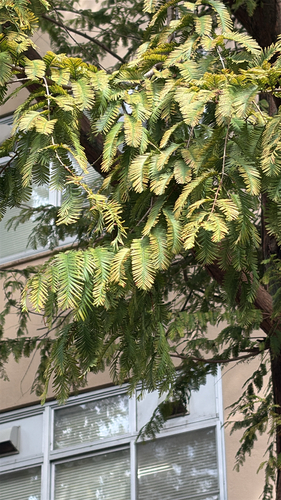 Metasequoia glyptostroboides, 2026-10-27