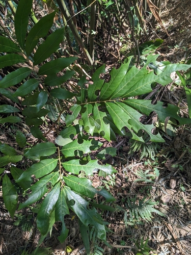 Dimocarpus longan observed 2026-10-27