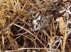 Hipparchia aristaeus