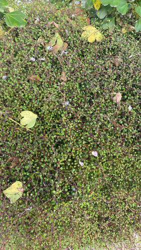 Muehlenbeckia observed 2026-10-27
