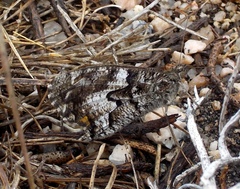 Hipparchia aristaeus