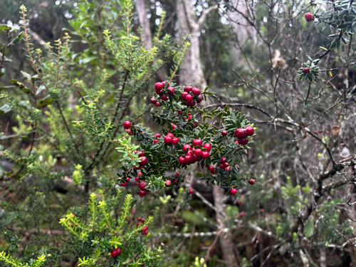 Leptecophylla tameiameiae observed 2026-10-22