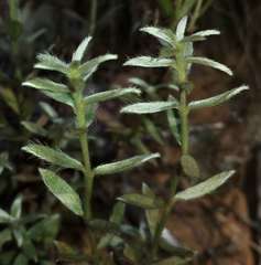 Pimelea curviflora