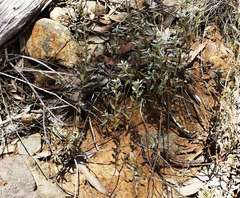 Pimelea curviflora