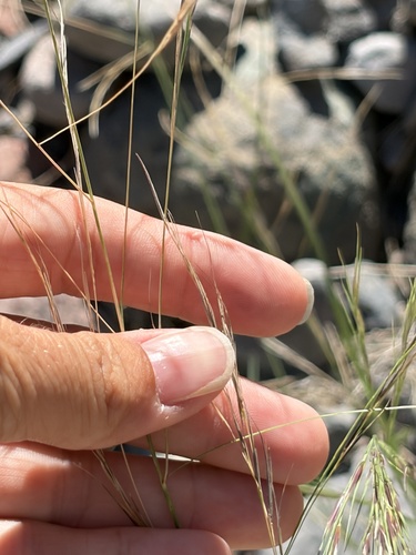 Aristida ternipes observed 2026-10-15