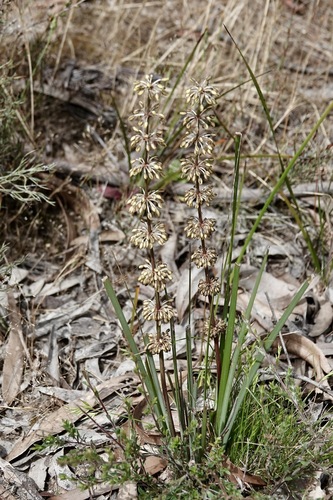 Lomandra observed 2026-10-27