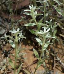 Pimelea curviflora