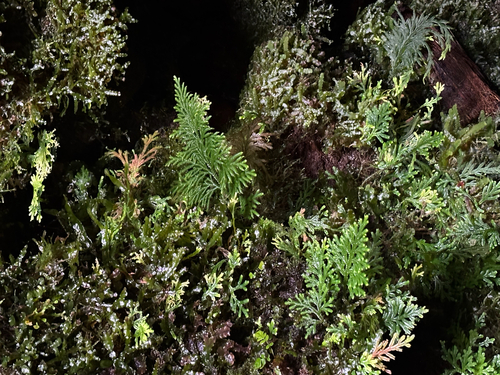 Selaginella, 2026-10-22