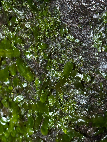 Dumortiera hirsuta observed 2026-10-22
