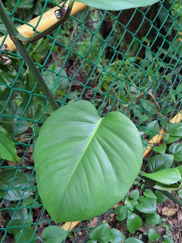 Scindapsus observed 2026-10-25