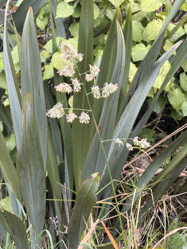Dactylis glomerata observed 2026-10-27