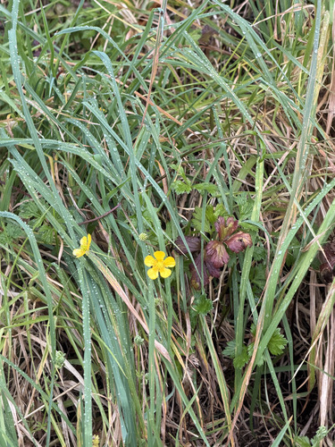 Ranunculus repens observed 2026-10-27