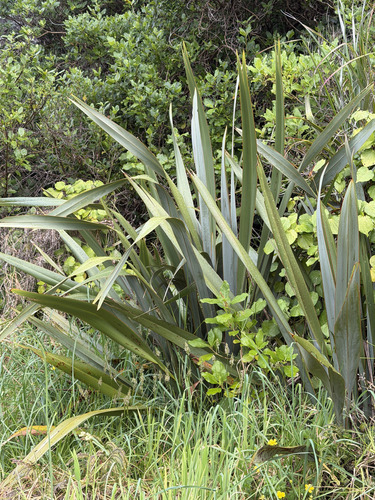 Phormium, 2026-10-27