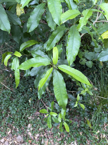 Melicytus ramiflorus observed 2026-10-27