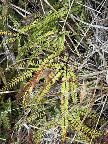Adiantum hispidulum observed 2026-10-27