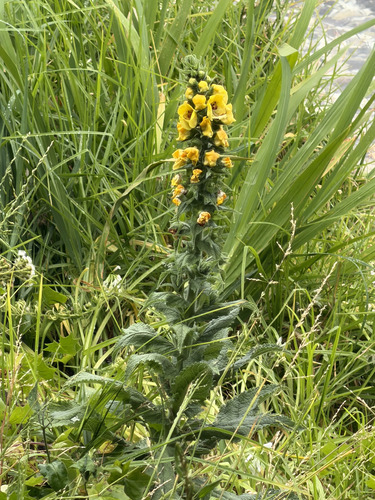 Verbascum virgatum observed 2026-10-27