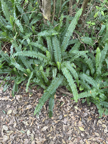 Nephrolepis observed 2026-10-27