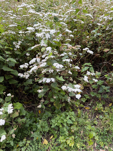 Ageratina adenophora observed 2026-10-27