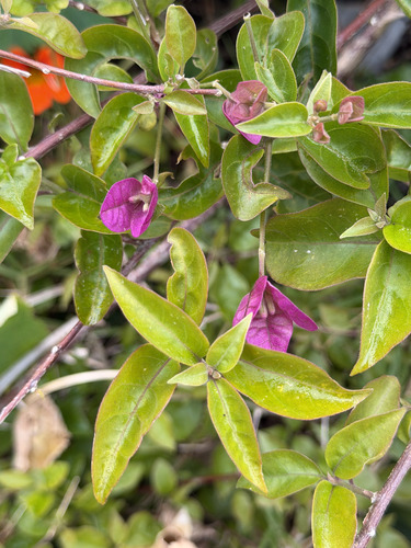 Bougainvillea glabra observed 2026-10-27