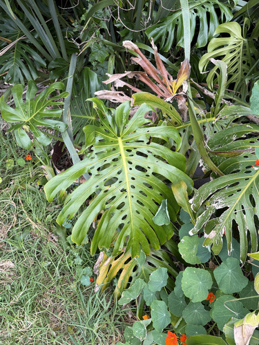 Philodendron observed 2026-10-27