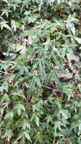 Acer palmatum observed 2026-10-27