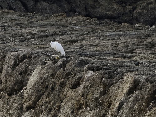 Egretta sacra observed 2026-10-27
