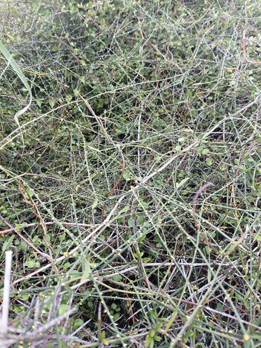 Rubus cissoides observed 2026-10-27