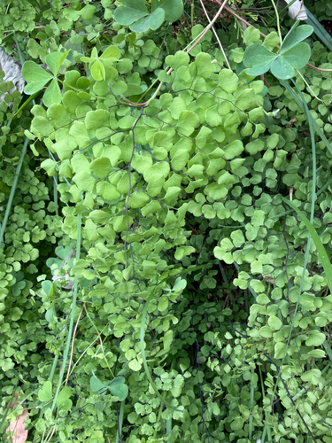 Adiantum aethiopicum observed 2026-10-27